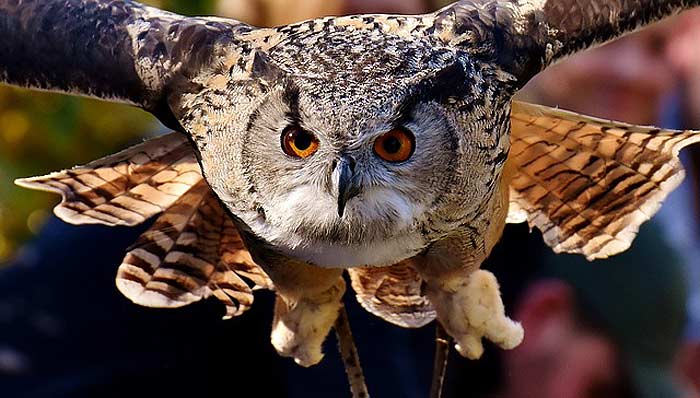 How often do owls eat? How often do owls eat?