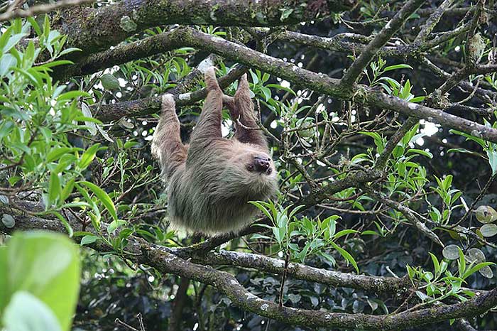 How often do sloths eat? How often do sloths eat?