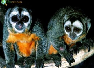 Humboldt’s Night Monkey