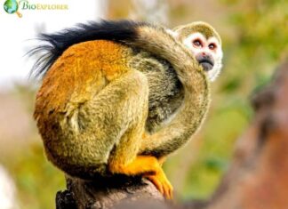 Humboldt’s Squirrel Monkey