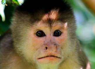 Humboldt's White Capuchin