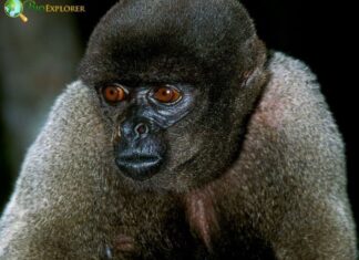 Humboldt's Woolly Monkey