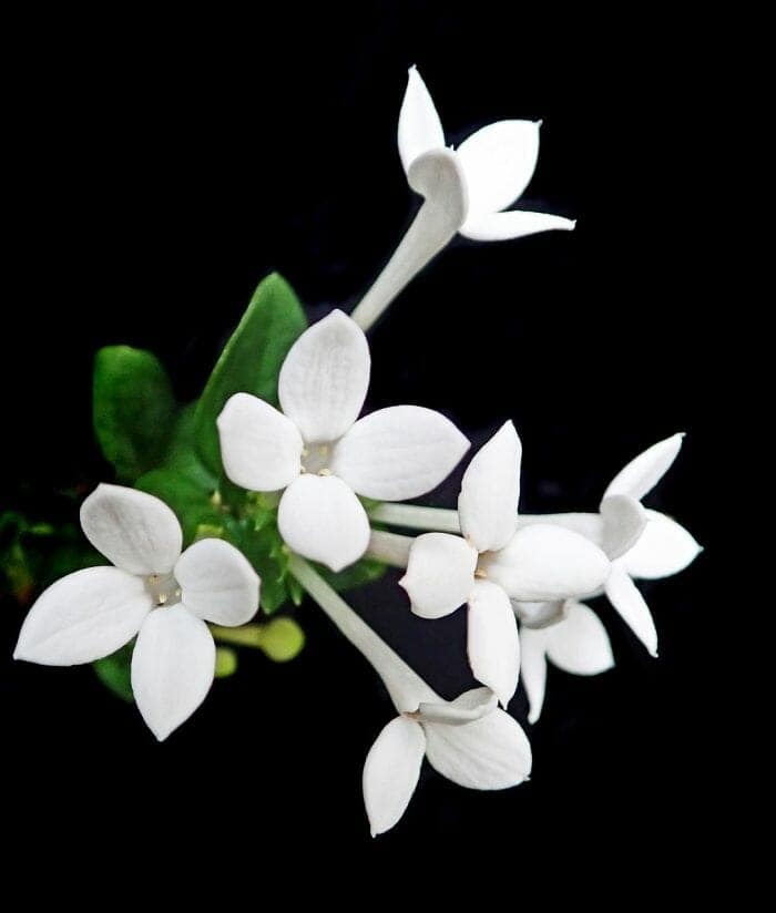 Hummingbird Flowers Hummingbird Flowers