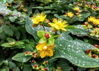 Hypericum Berry