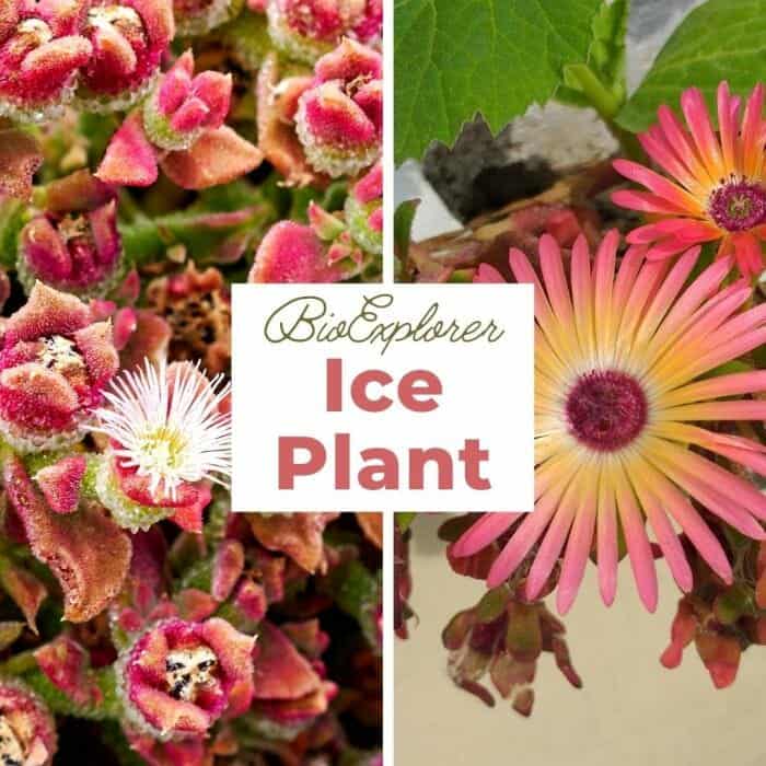 Ice Plant Ice Plant