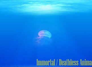 16 Immortal Animals Who Defy Death