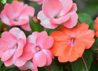 Impatiens