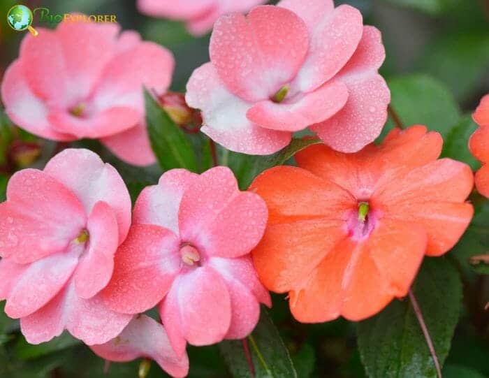 Impatiens