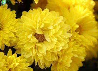 Japanese Chrysanthemum
