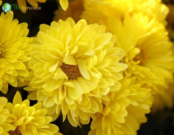Japanese Chrysanthemum