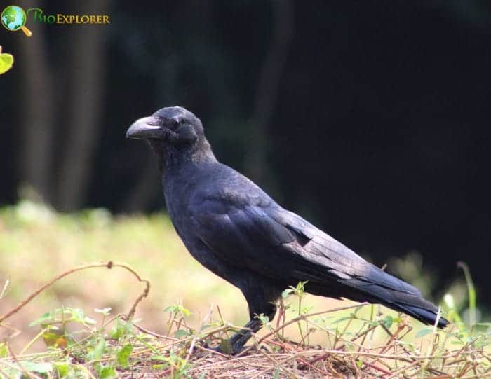 Indian Jungle Crow Indian Jungle Crow