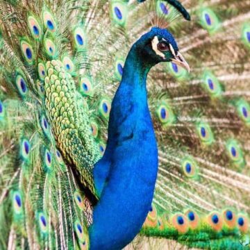 Indian peafowl displaying iridescent blue and green feathers