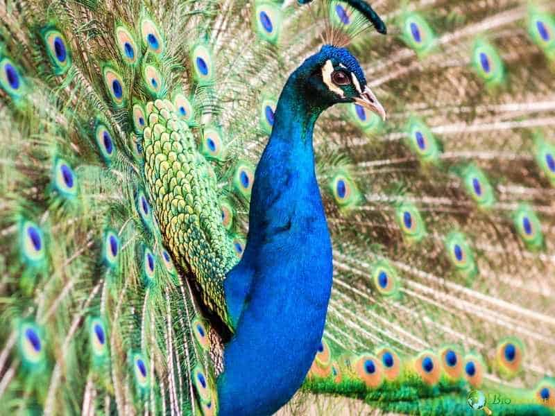 Indian peafowl with iridescent blue neck and fully spread green and blue eye-spotted tail feathers during display