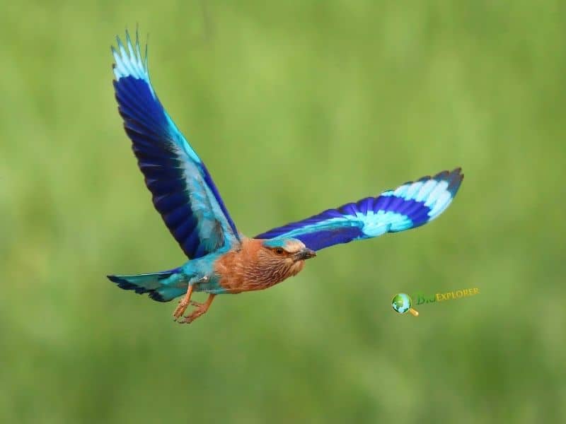 Indian roller bird in flight with bright blue and turquoise wings spread against a green background