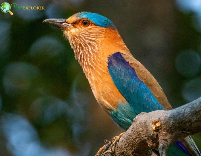 Indian Roller Indian Roller