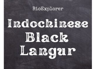 Indochinese Black Langur