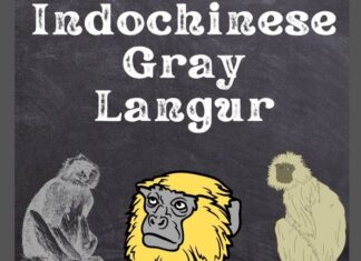 Indochinese Grey Langur