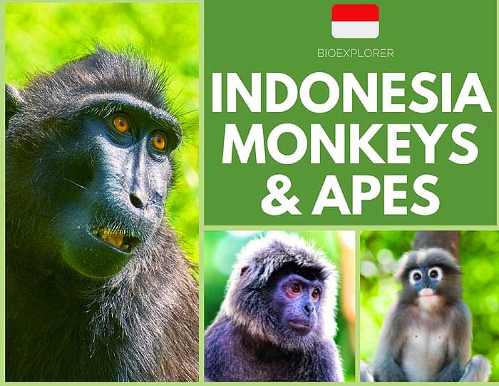 Indonesian Monkeys & Apes