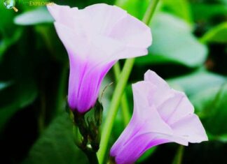 Ipomoea