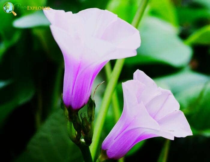 Ipomoea