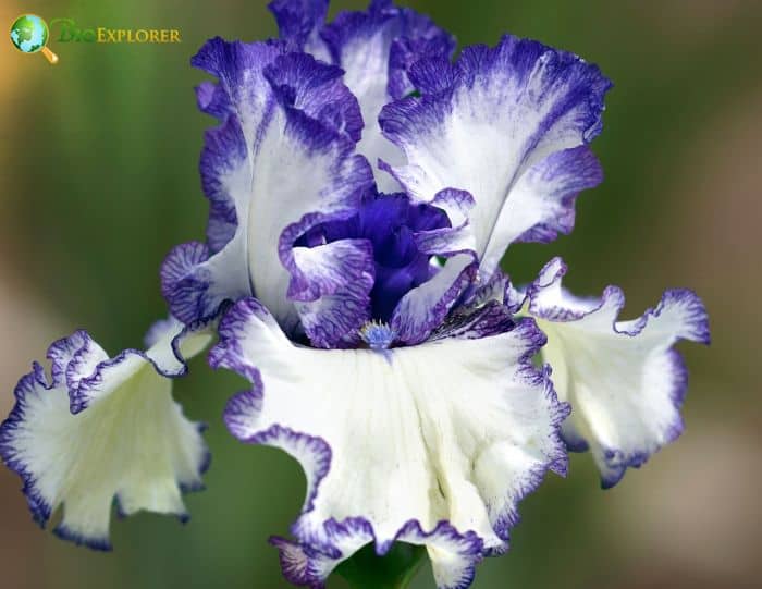 Iris Sanguniea Iris Sanguniea