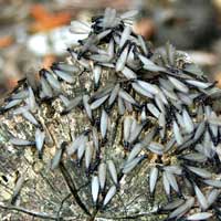 Isopterology (Termites)