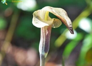 Jack-in-the-Pulpit