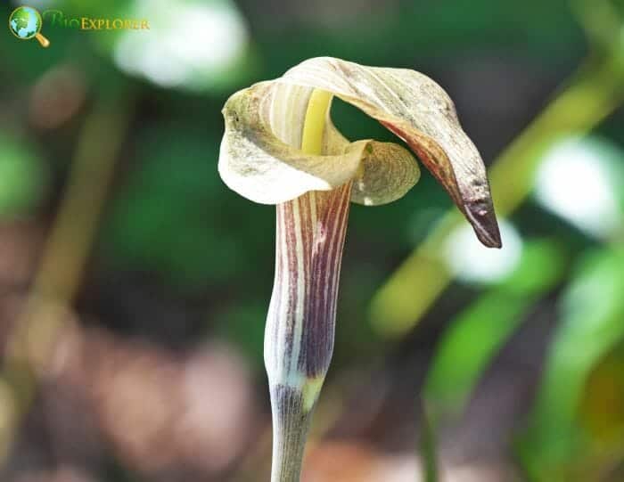 Jack-in-the-Pulpit