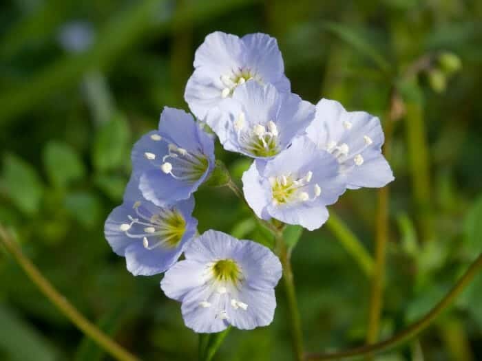 Jacobs Ladder Flowers Jacobs Ladder Flowers
