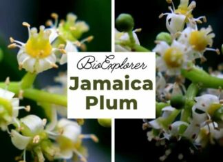 Jamaica plum