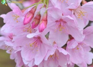 Japanese Cherry Blossom