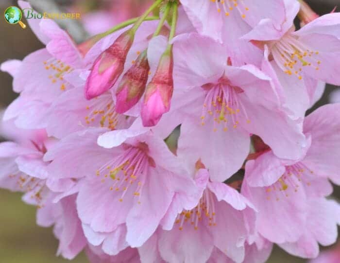 Japanese Cherry Blossom