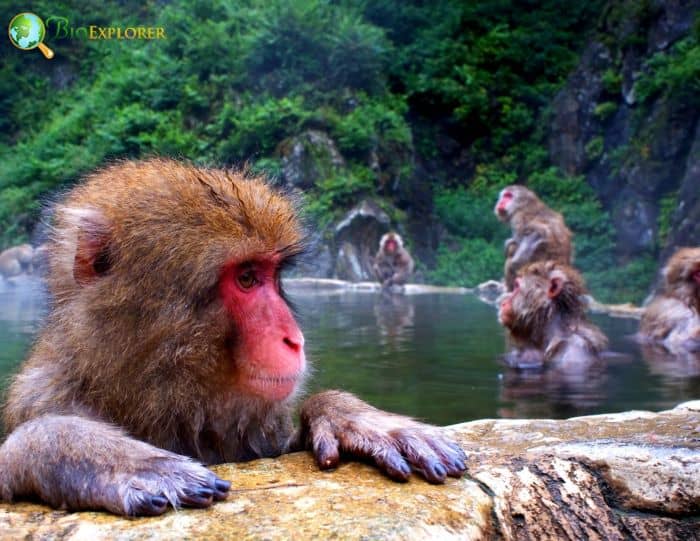 Japanese Macaque