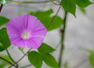 Japanese Morning Glory