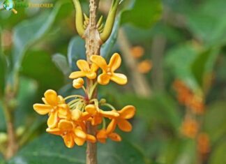Japanese Orange Osmanthus