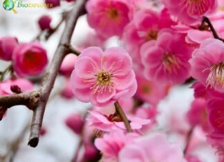 Plum Blossom