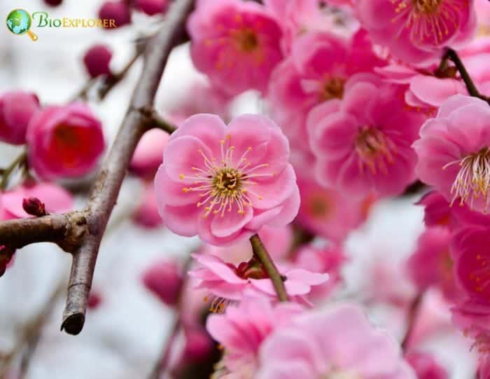 Plum Blossom