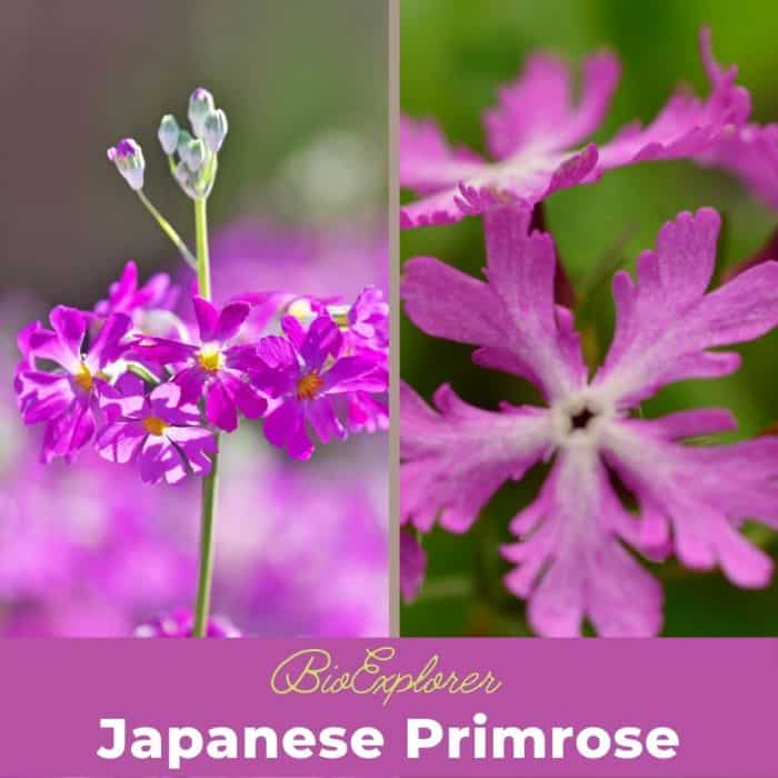 Japanese Primrose Japanese Primrose