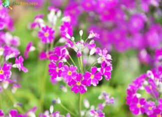 Japanese Primrose