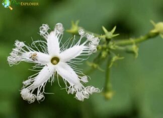 Japanese Snake Gourd
