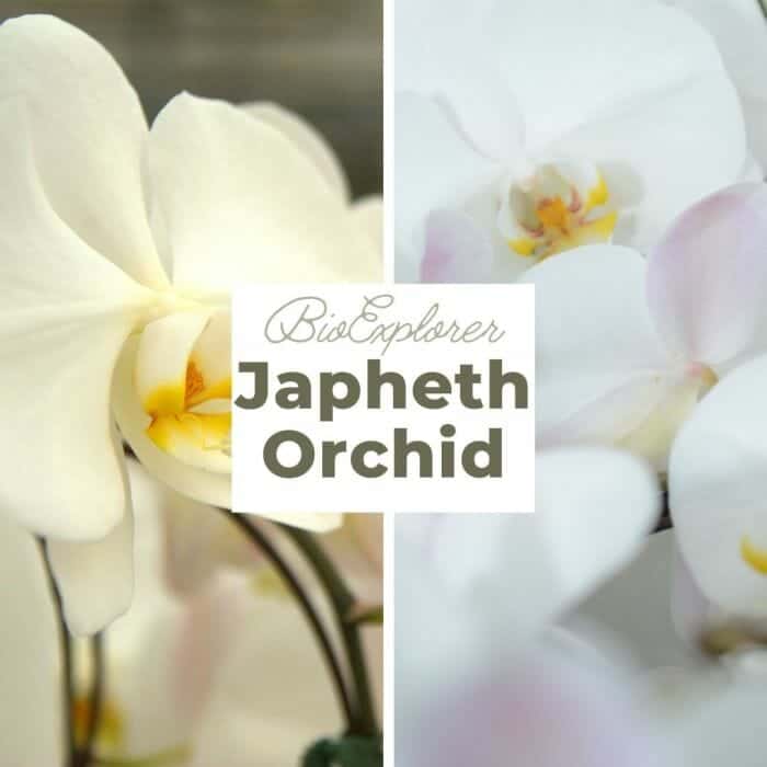 Japheth Orchid Japheth Orchid