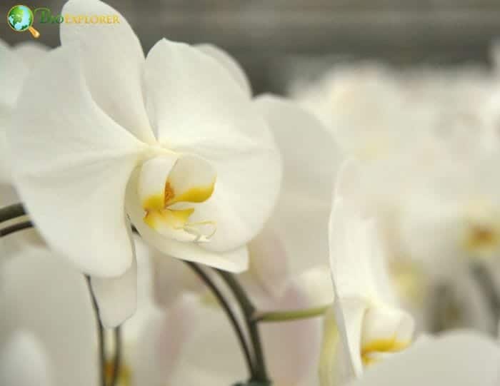 Japheth Orchid Flowers Japheth Orchid Flowers