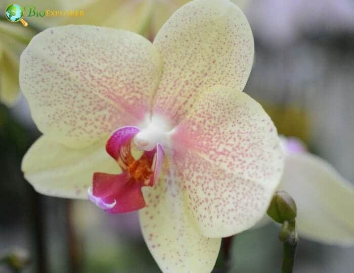 Japheth Orchid Japheth Orchid