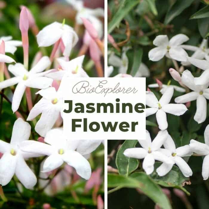 Jasmine Jasmine