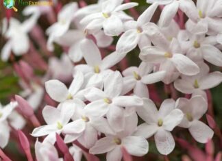 Jasmine