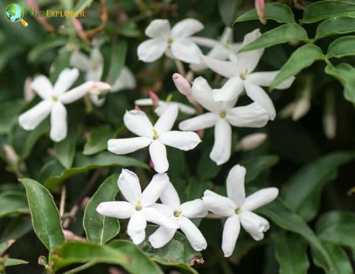 Jasmine Flowers Jasmine Flowers