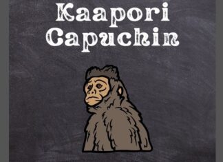 Kaapori Capuchin