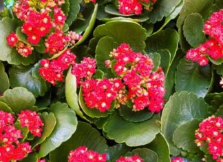 Kalanchoe
