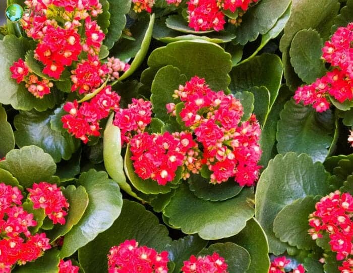 Kalanchoe