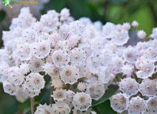 Kalmia